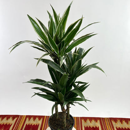 Jade Jewel Cane: Dracaena fragrans 'Warneckii' - 8 inch pot - 2-3 foot tall