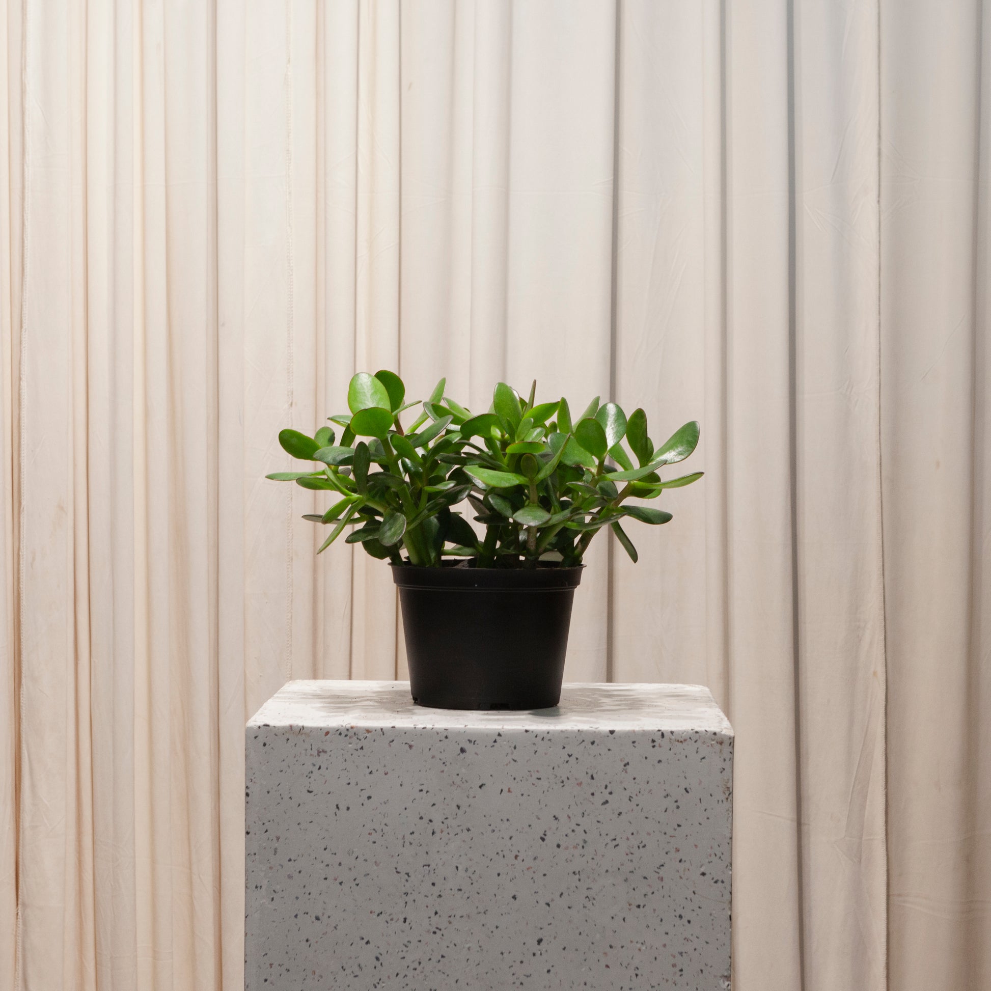 jade plant containers Jade Plant: Crassula Ovata - 6" Pot