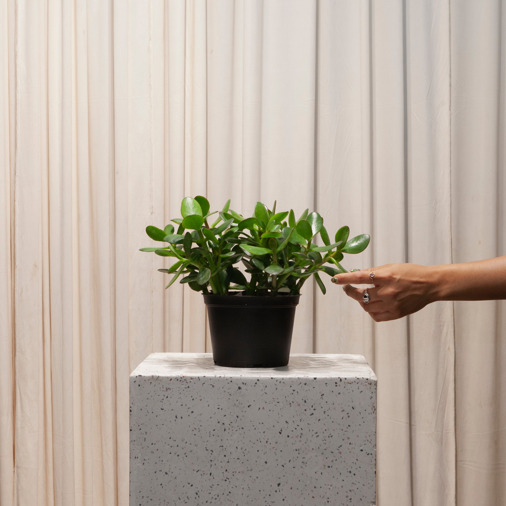 jade plant in large pot Jade Plant: Crassula Ovata - 6" Pot