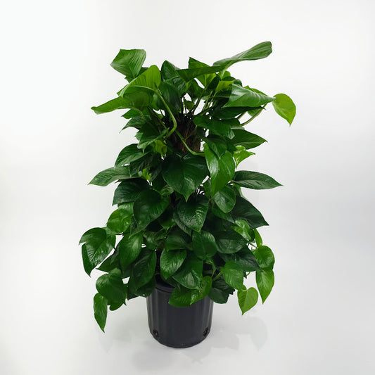 Jade Pothos Totem: Epipremnum aureum - 10 inch pot - 3 foot tall