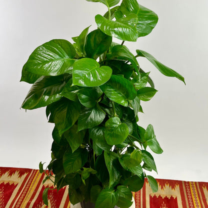 Jade Pothos Totem: Epipremnum aureum - 10 inch pot - 3 foot tall