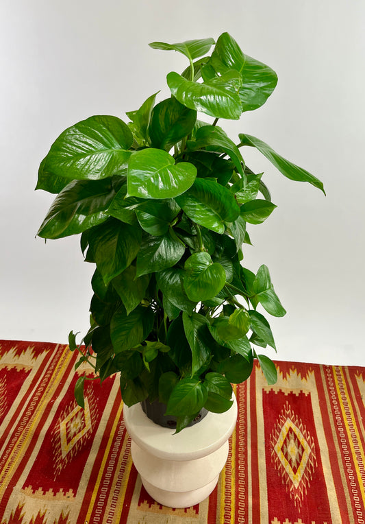 Jade Pothos Totem: Epipremnum aureum - 10 inch pot - 3 foot tall