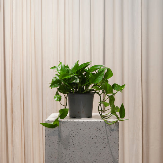 Jade Pothos: Epipremnum aureum - 6 inch pot