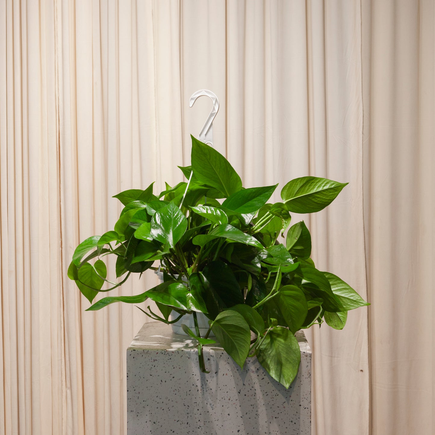 Jade Pothos: Epipremnum aureum - 8 inch hanging basket