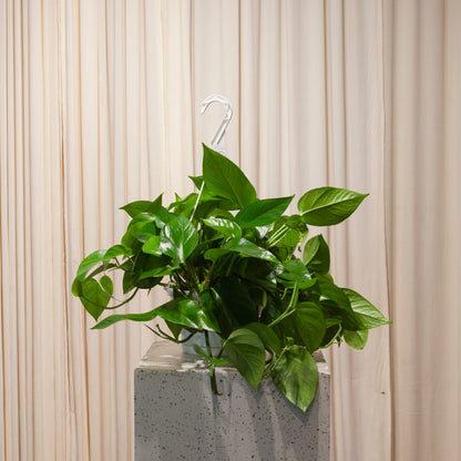 Jade Pothos: Epipremnum aureum - 8 inch hanging basket