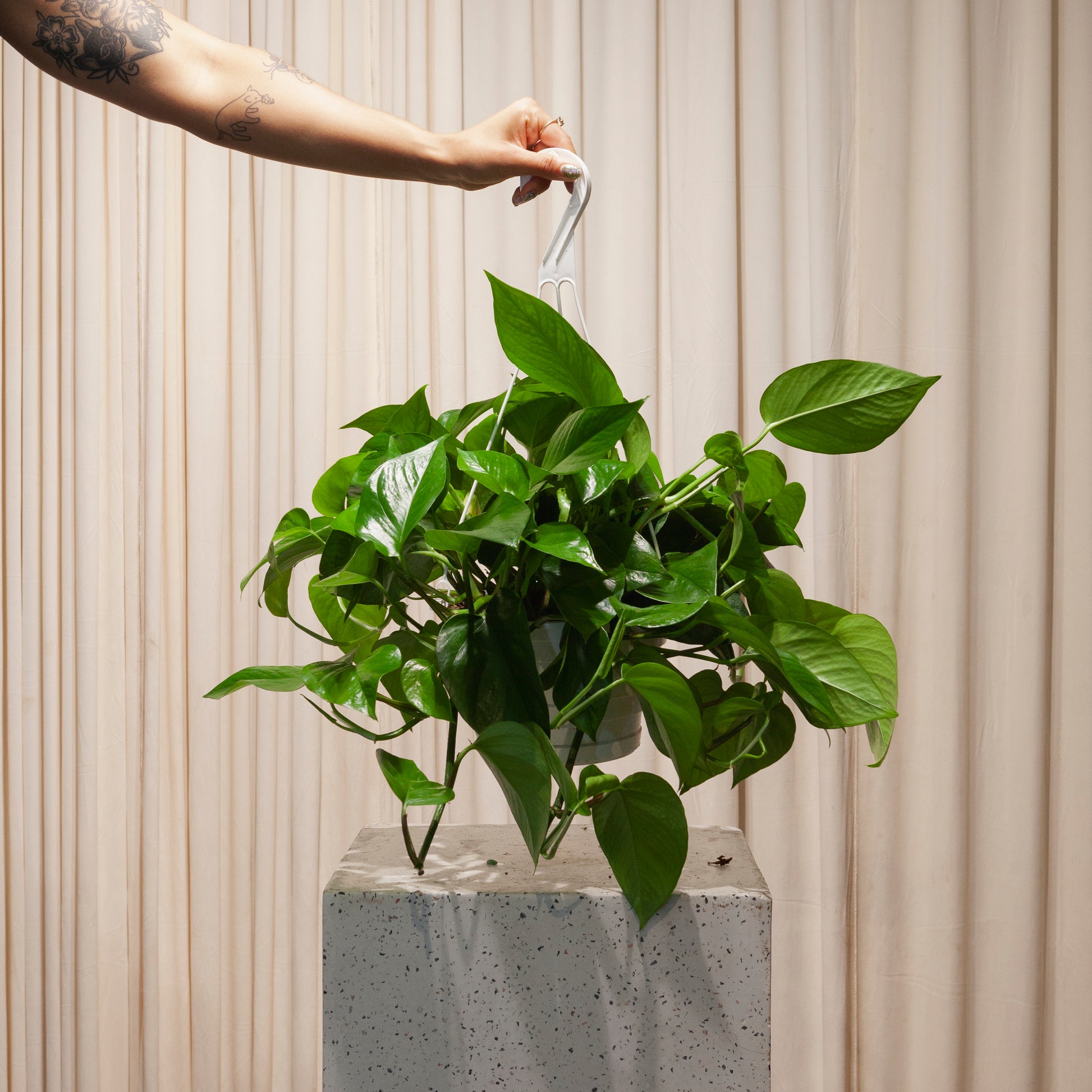 hanging pothos for sale Jade Pothos: Epipremnum Aureum - 8" Pot