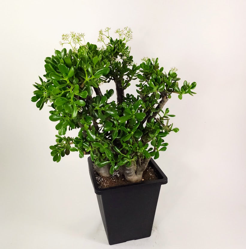 Jade Tree: Crassula ovata - 14.5 inch square pot - 3'7" foot tall *IN FLOWER*