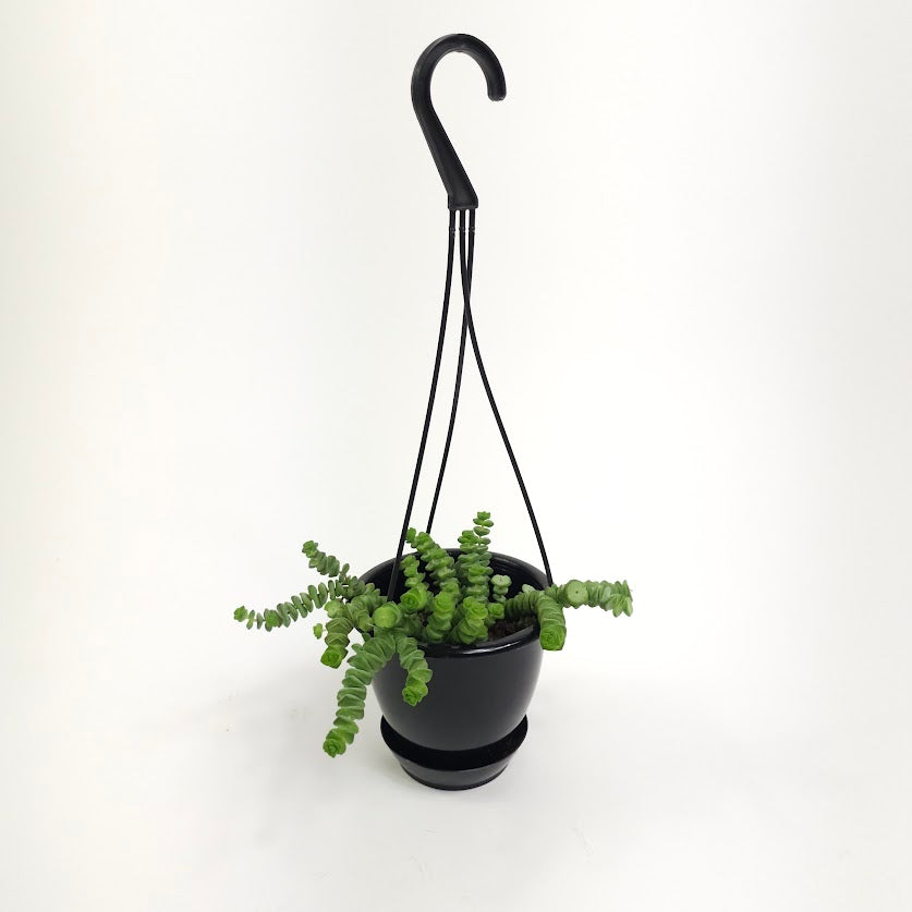 Jade Necklace: Crassula marnieriana - 5 inch hanging basket