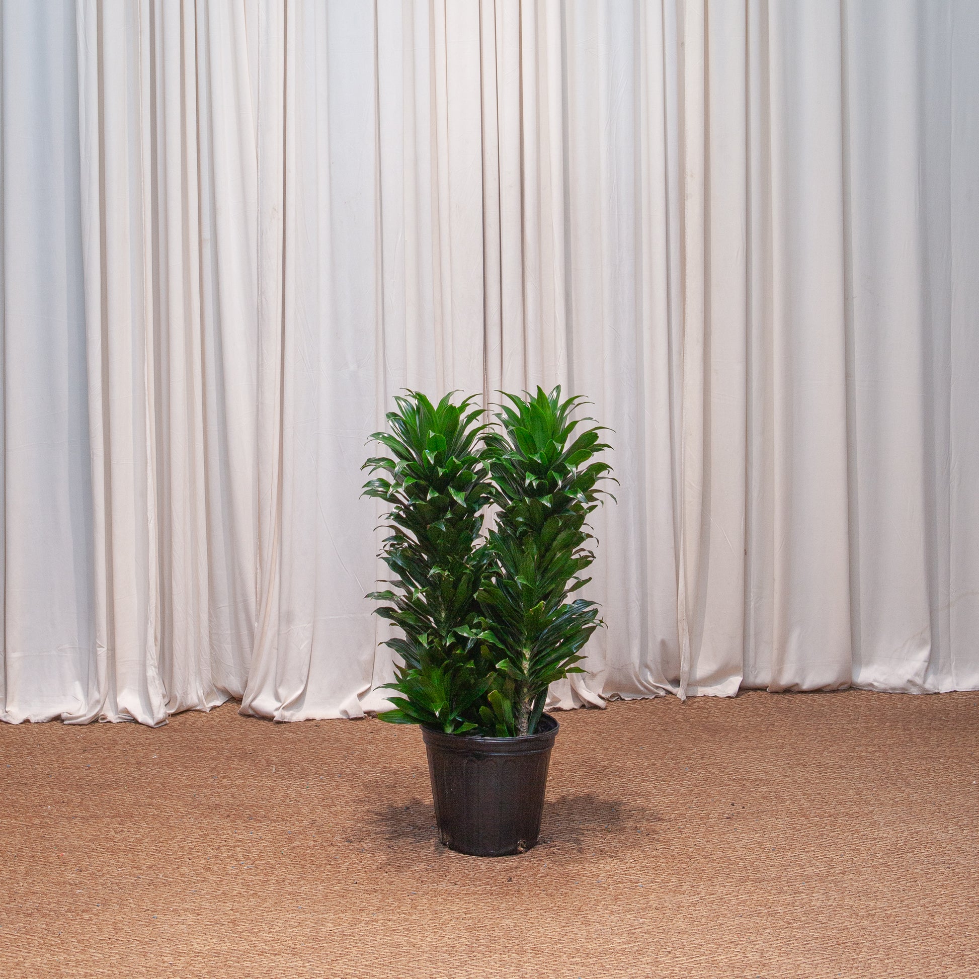 dracaena janet craig bush Janet Craig Dracaena Bush - 10" Pot