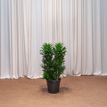 Janet Craig Bush: Dracaena fragrans 'Compacta' - 2-3 foot tall - 10 inch pot