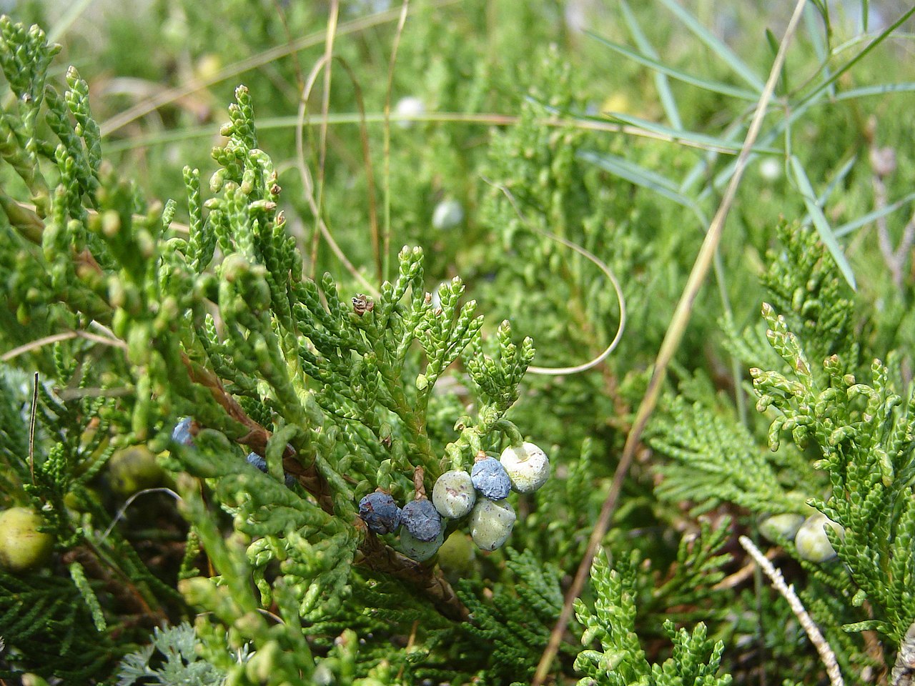 Creeping Juniper: Juniperus horizontalis - 2-3GAL Pot