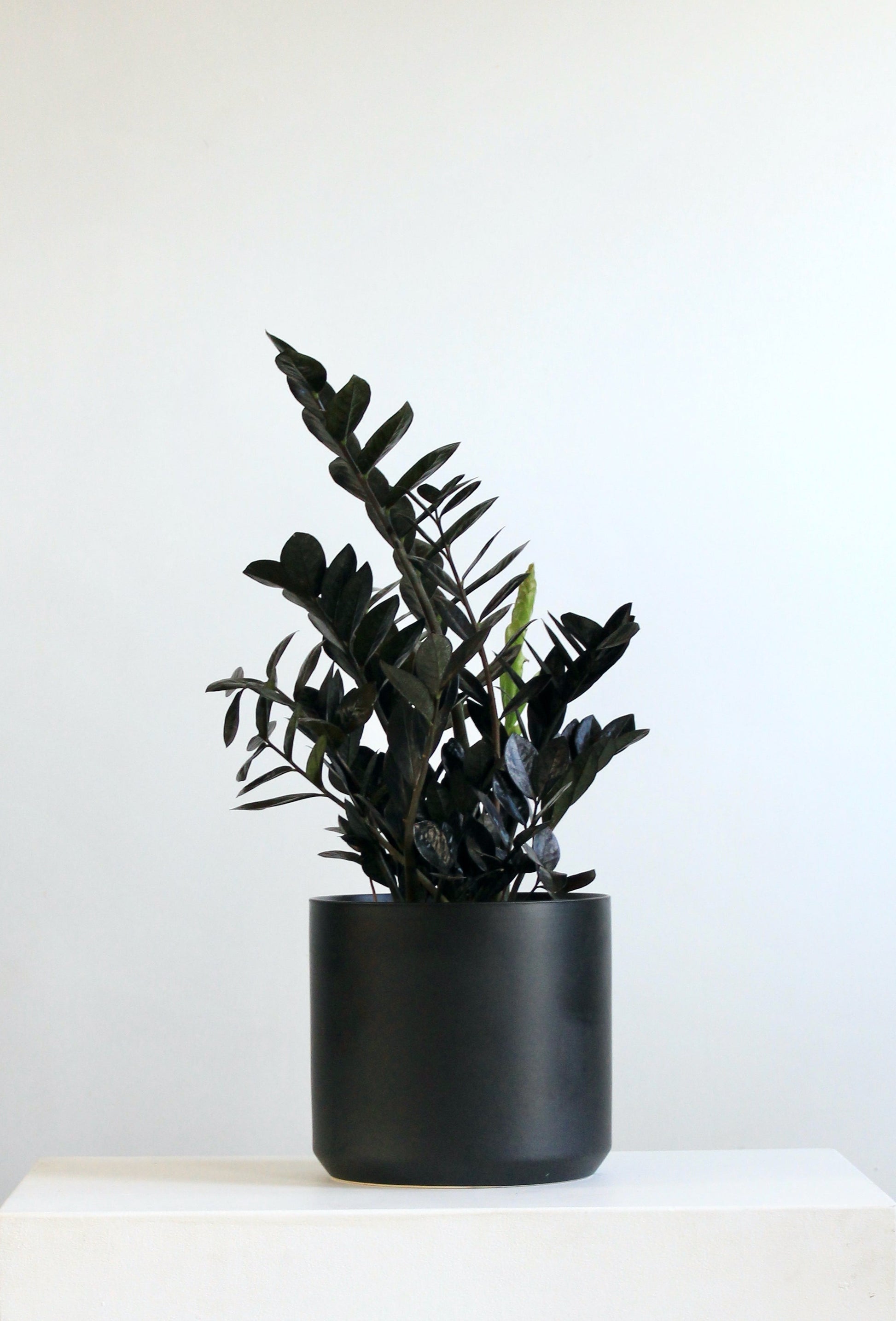 Kendall Ceramic Pot | 10 inch Nursery Pot — with plant inside, ceramic planter, studio photo — planter for sale by Promise Supply for delivery and pickup in Toronto.