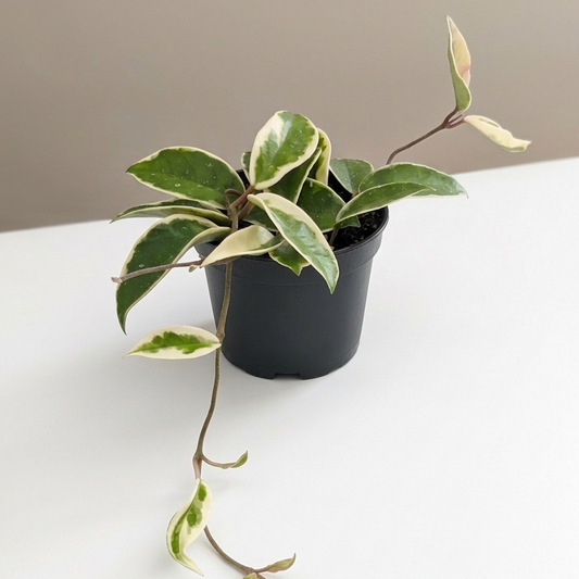 Krimson Queen Wax Plant: Hoya carnosa - 5 inch pot