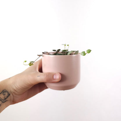 Kendall Ceramic Pot fits up to 2.5 inch Nursery Pot