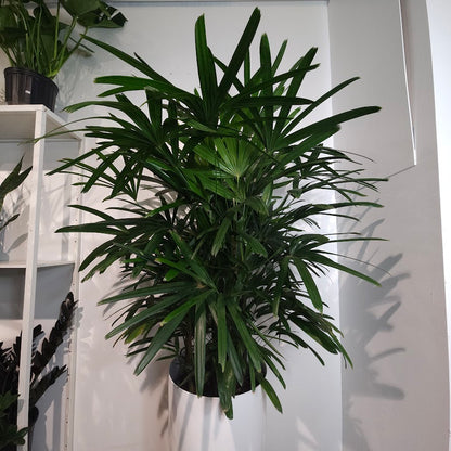 Lady Palm: Rhapis excelsa - 14 inch pot - 5 foot tall — plant in pot — indoor plant for sale by Promise Supply for delivery and pickup in Toronto.