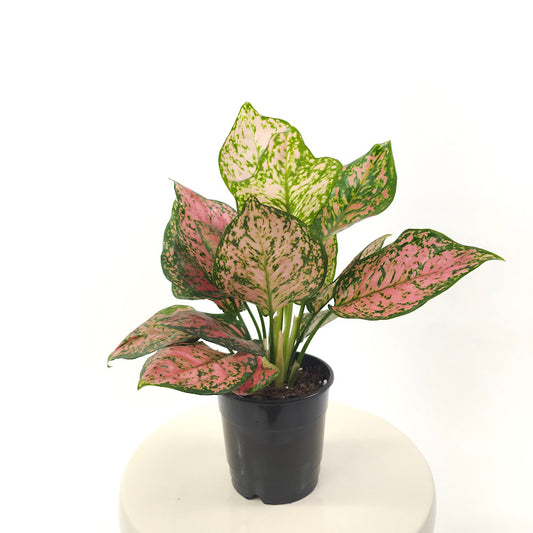 Lady Valentine Chinese Evergreen: Aglaonema anyamanee - 5 inch pot