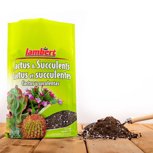Lambert Cactus and Succulent Potting Mix - 4.4L