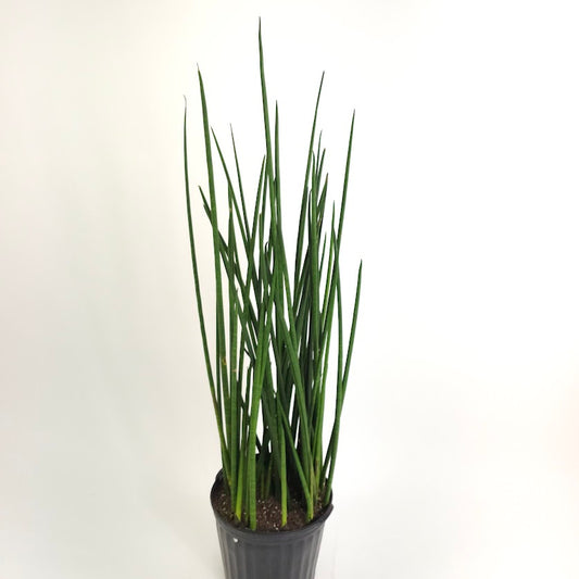 Lancia Snake Plant: Sansevieria 'lancia' - 12 inch pot - 4 foot tall