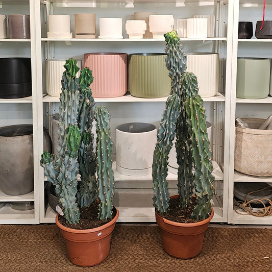 Monstrous Cactus: Cereus peruvianus monstrose - 12 inch pot - 3-4 foot tall