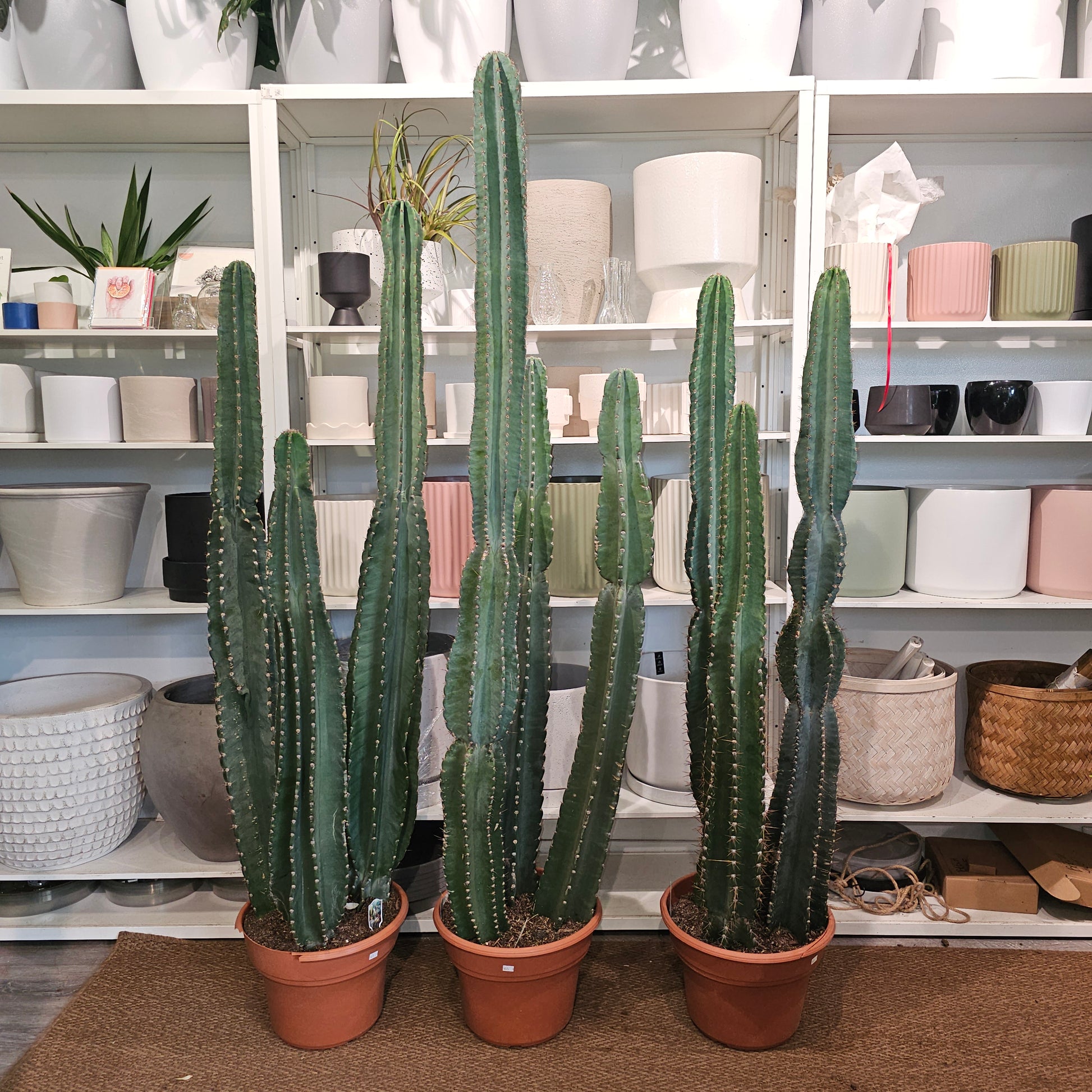 big cactus plant indoor Peruvian Apple Cactus: Cereus - 12" Pot