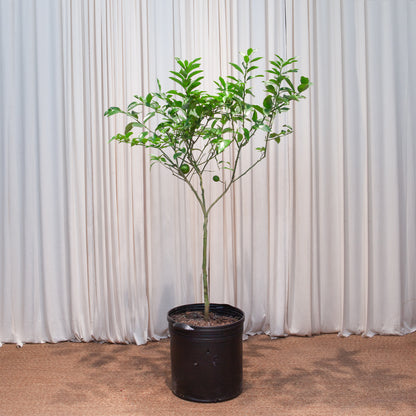 Lemon Tree: Citrus limon - 16 inch pot - 5 foot tall