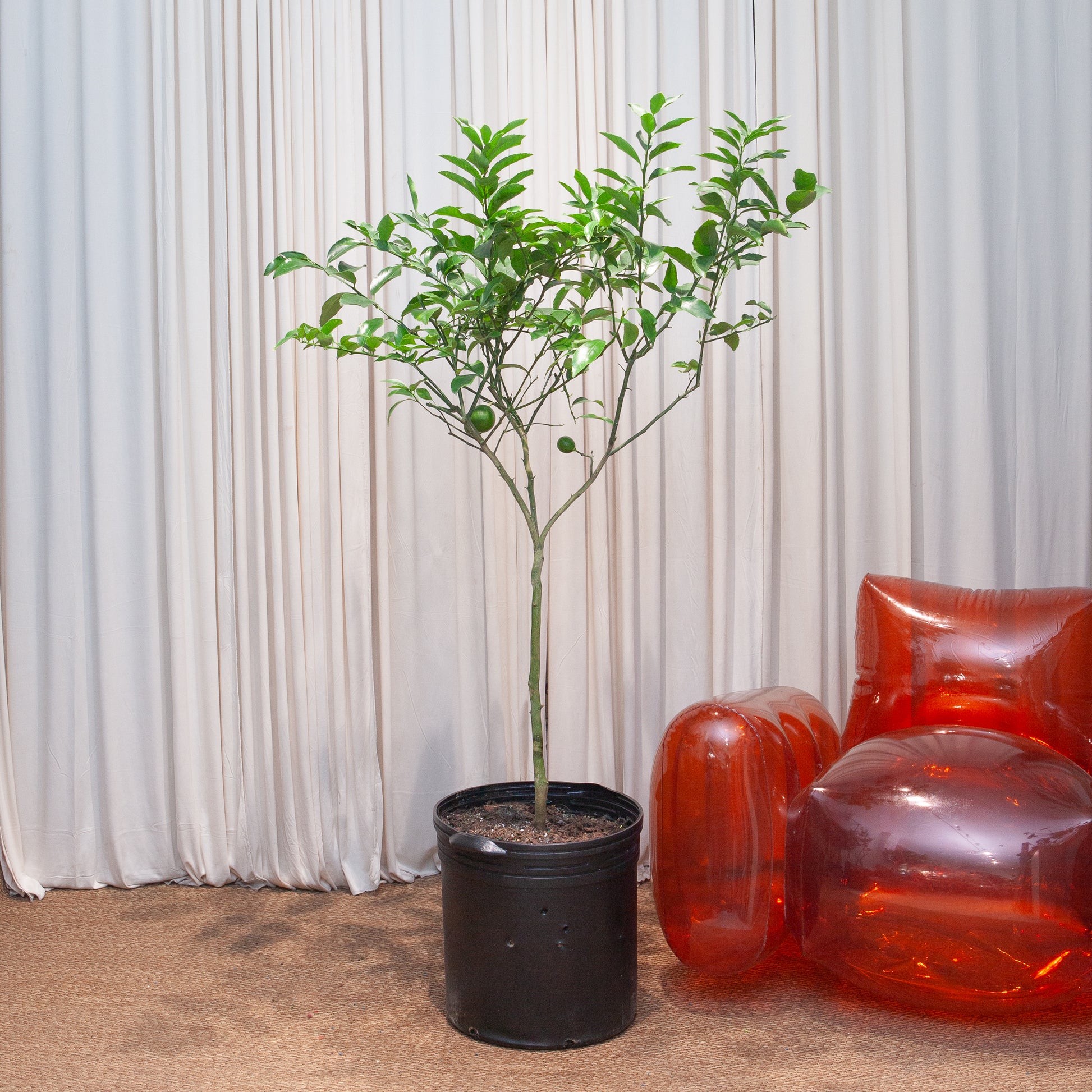 are lemon tree indoor plants Lemon Tree: Ponderosa Citrus - 16" Pot