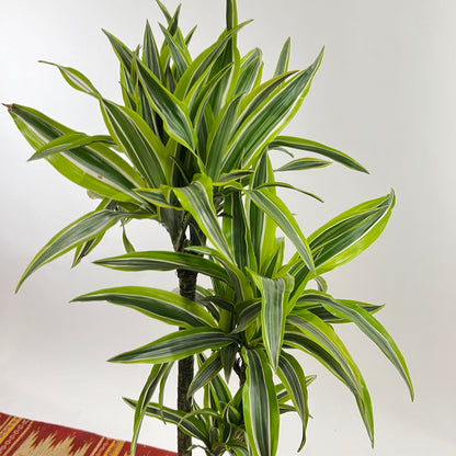 Lemon Lime Cane: Dracaena fragrans 'Warneckii Ulises' - 8 inch pot - 3-5 foot tall