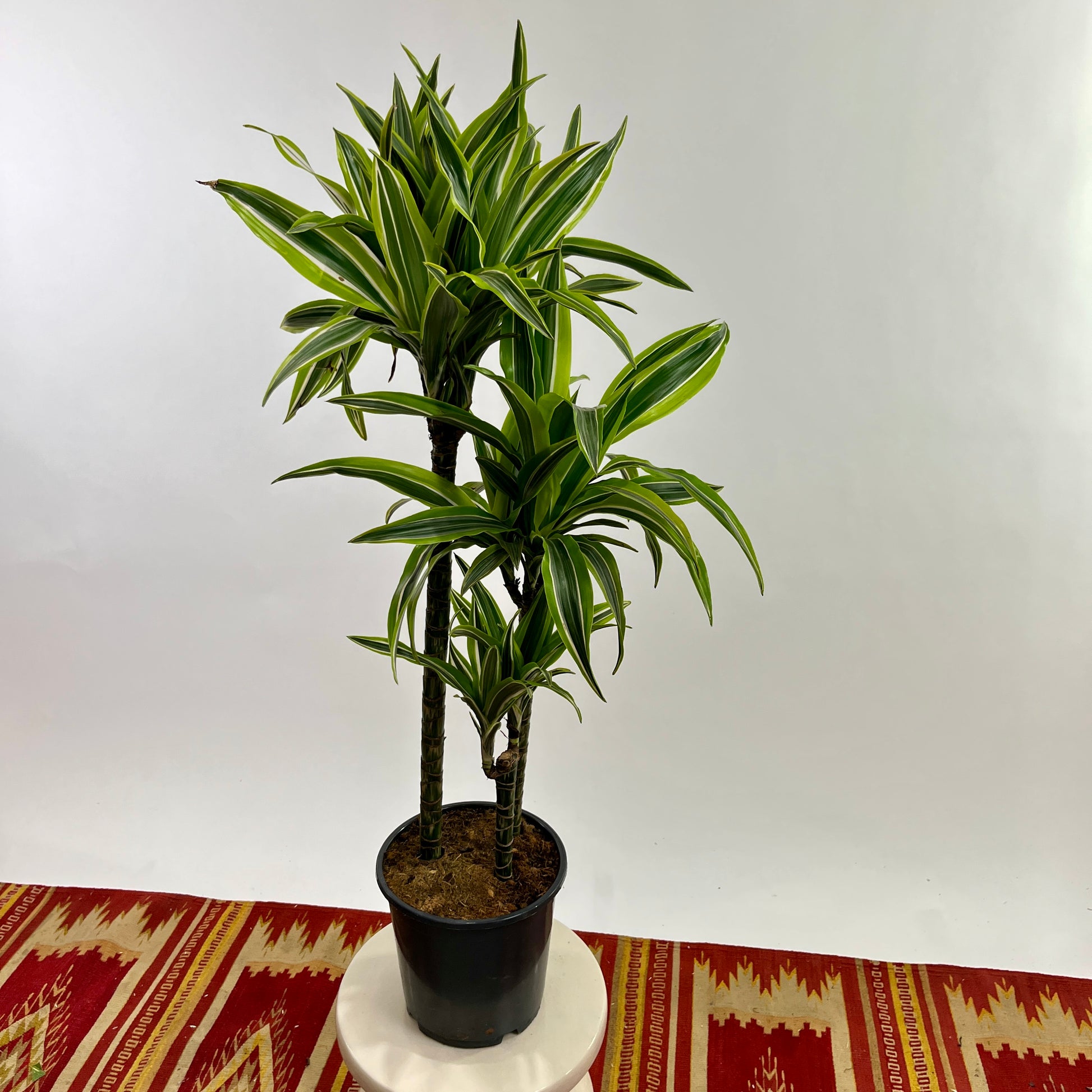 lemon lime dracaena outside Lemon Lime Cane: Dracaena Fragrans - 8" Pot