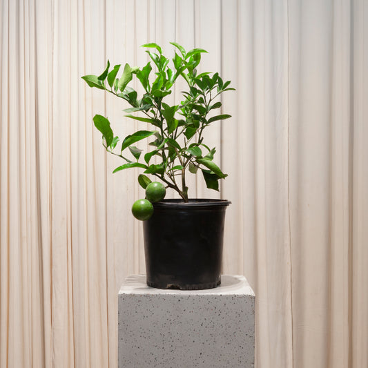 Lemon Tree: Citrus limon - 10 inch pot - 2-3 foot tall