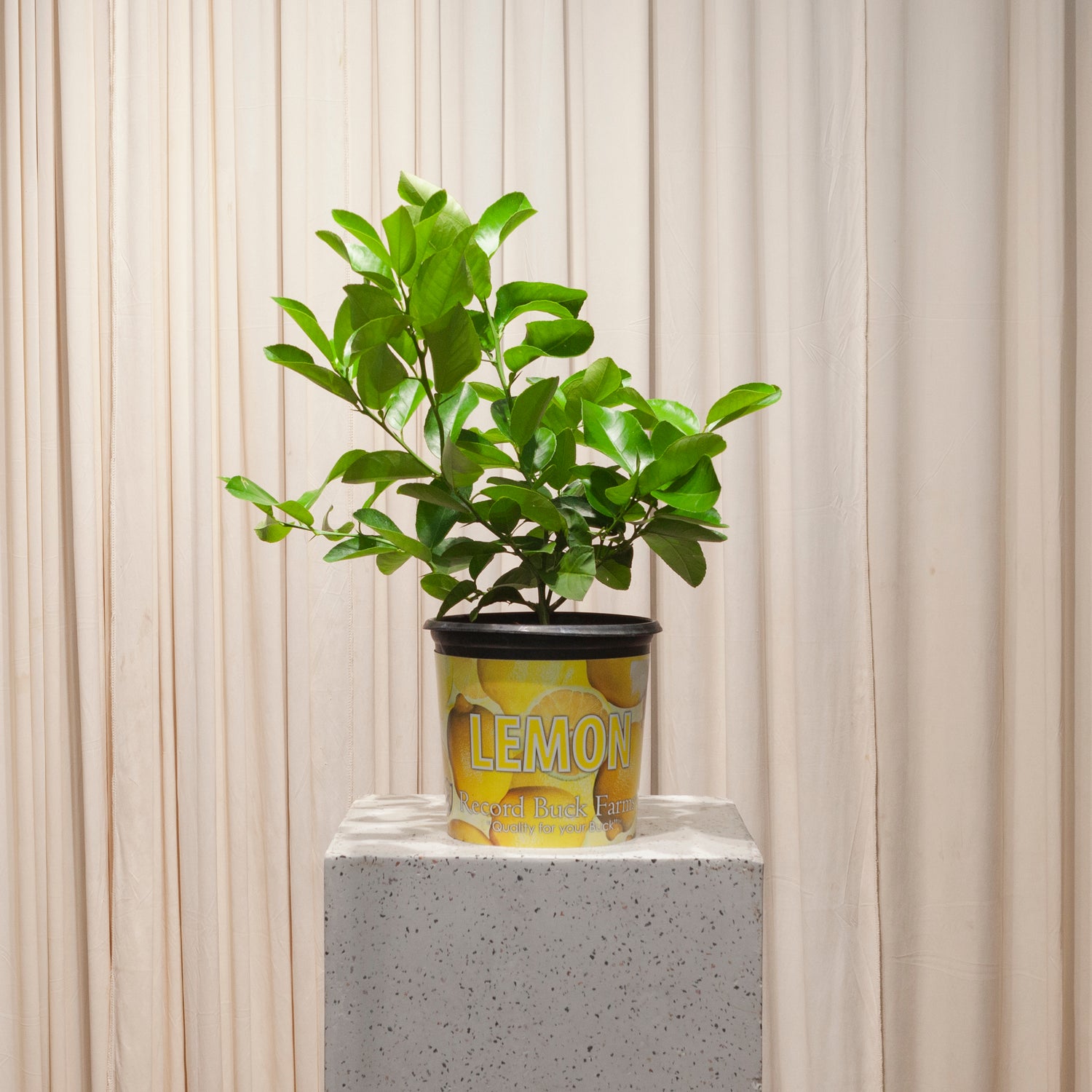 Lemon Tree: Citrus limon - 8 inch pot - 1-2 foot tall — plant in pot — indoor plant for sale by Promise Supply for delivery and pickup in Toronto.