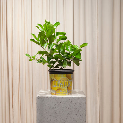 Lemon Tree: Citrus limon - 8 inch pot - 1-2 foot tall