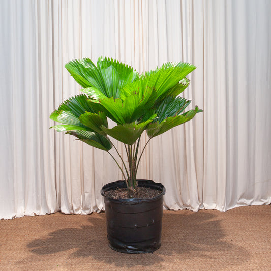 Ruffled Fan Palm: Licuala grandis - 17 inch pot - 4 foot tall