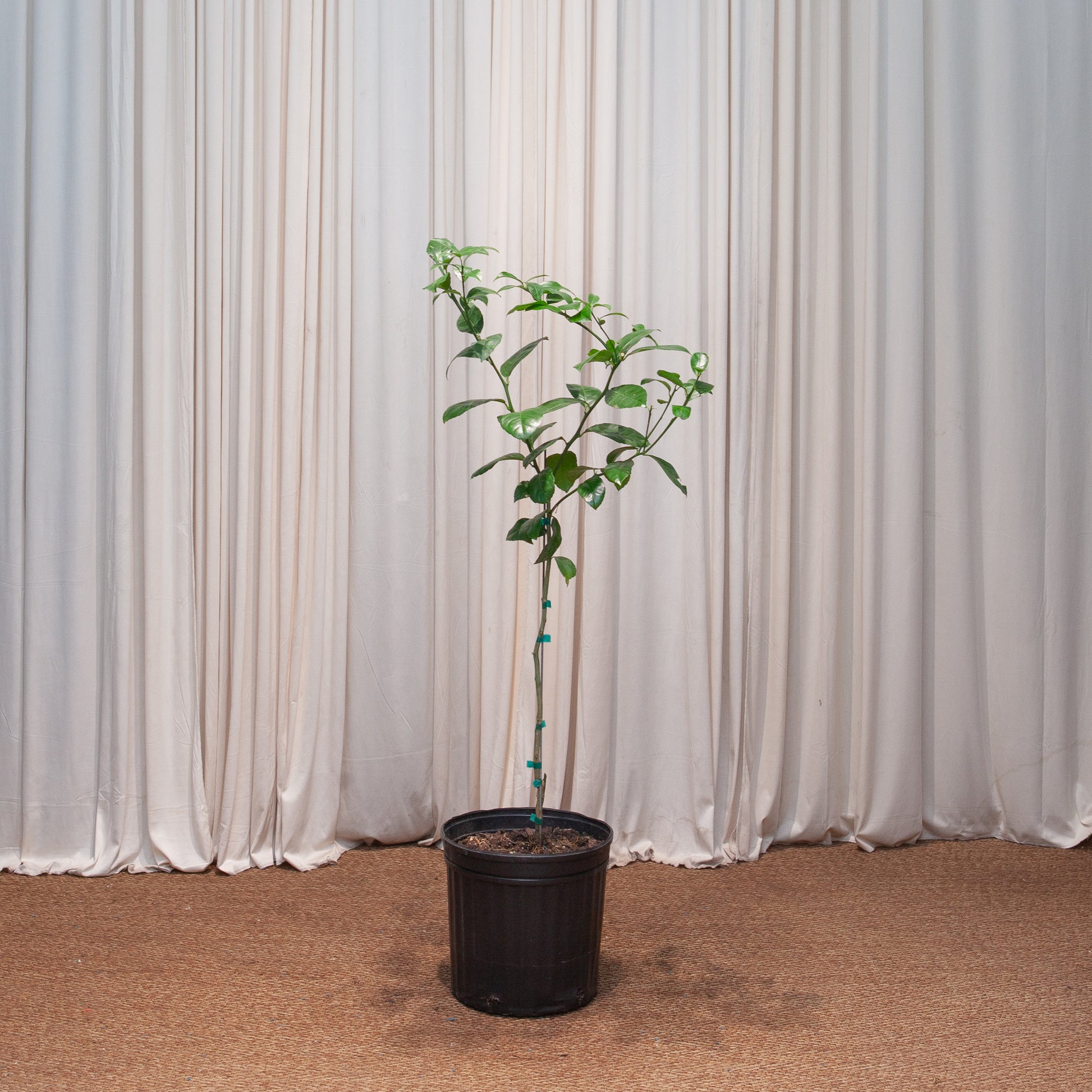 lime tree indoor plant Lime Tree: Citrus - 12" Pot