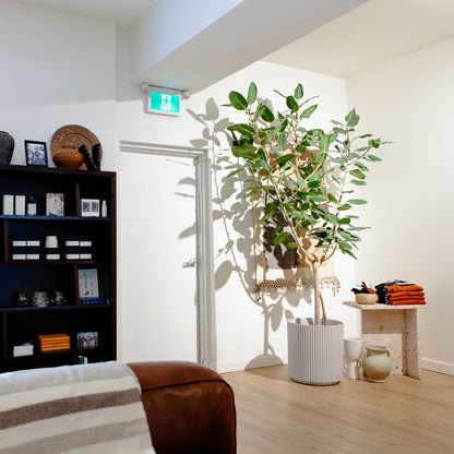 Ficus Audrey: Ficus benghalensis - 17 inch pot - 6-7+ foot tall — plant in pot — indoor plant for sale by Promise Supply for delivery and pickup in Toronto.