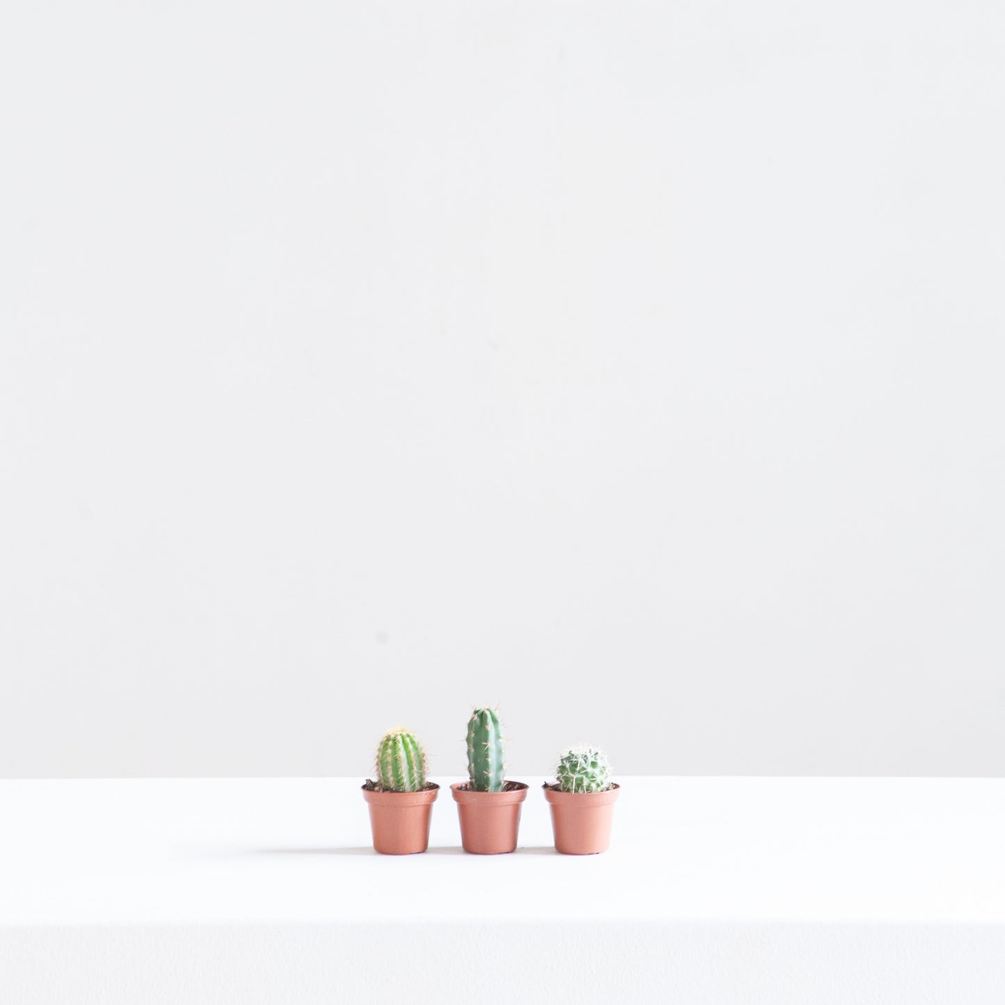 Assorted Cactus - 1.5-2 inch pot
