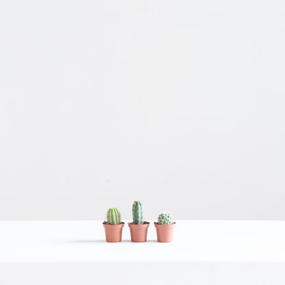Assorted Cactus - 1.5-2 inch pot