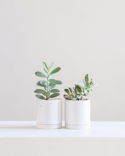 Romey Ceramic Pot with Drainage and Tray | 4 inch Diameter