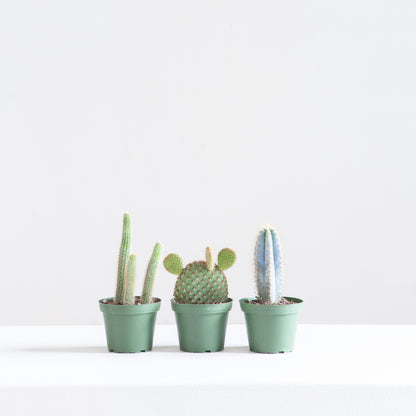 Assorted Cactus - 4 inch pot — indoor plant — indoor plant for sale by Promise Supply for delivery and pickup in Toronto.