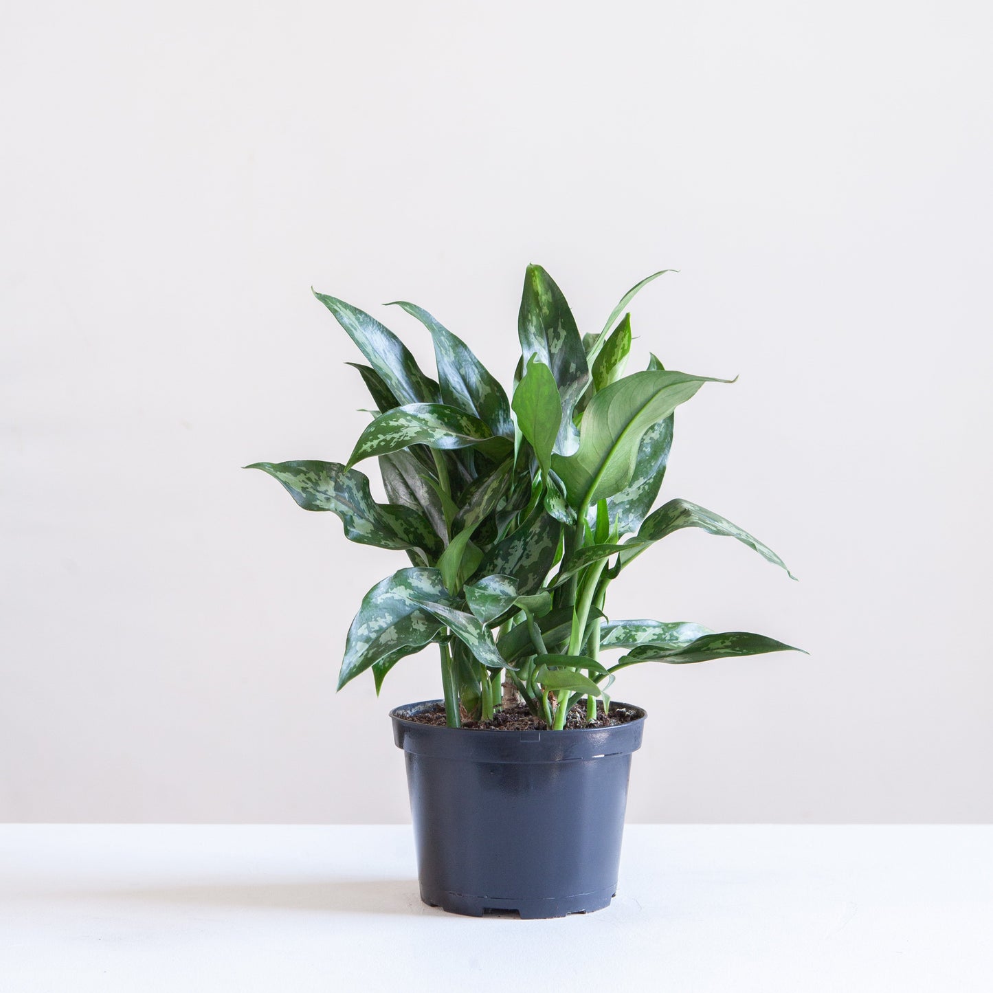Super Maria Chinese Evergreen: Aglaonema - 6 inch pot — indoor plant — indoor plant for sale by Promise Supply for delivery and pickup in Toronto.
