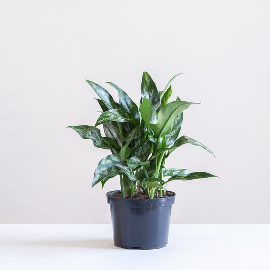 Super Maria Chinese Evergreen: Aglaonema - 6 inch pot — indoor plant — indoor plant for sale by Promise Supply for delivery and pickup in Toronto.