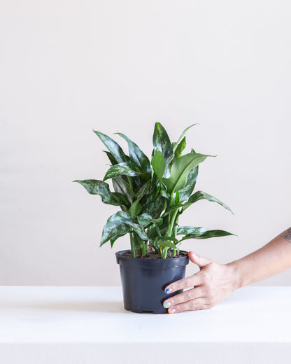 Juliette Chinese Evergreen: Aglaonema - 6 inch pot