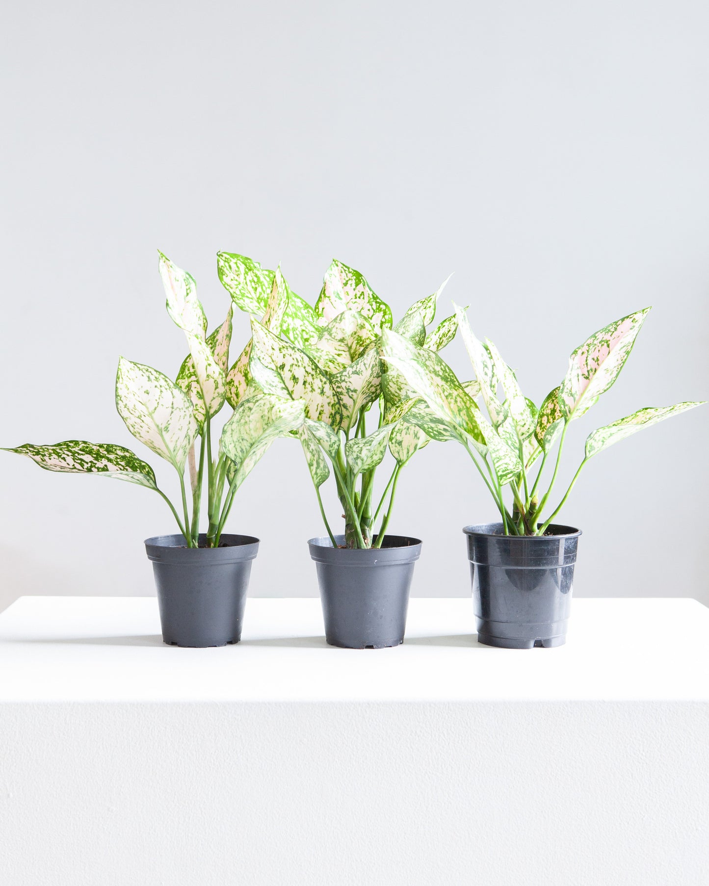 Pink Princess Chinese Evergreen: Aglaonema - 5 inch pot