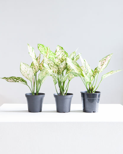 Pink Princess Chinese Evergreen: Aglaonema - 5 inch pot