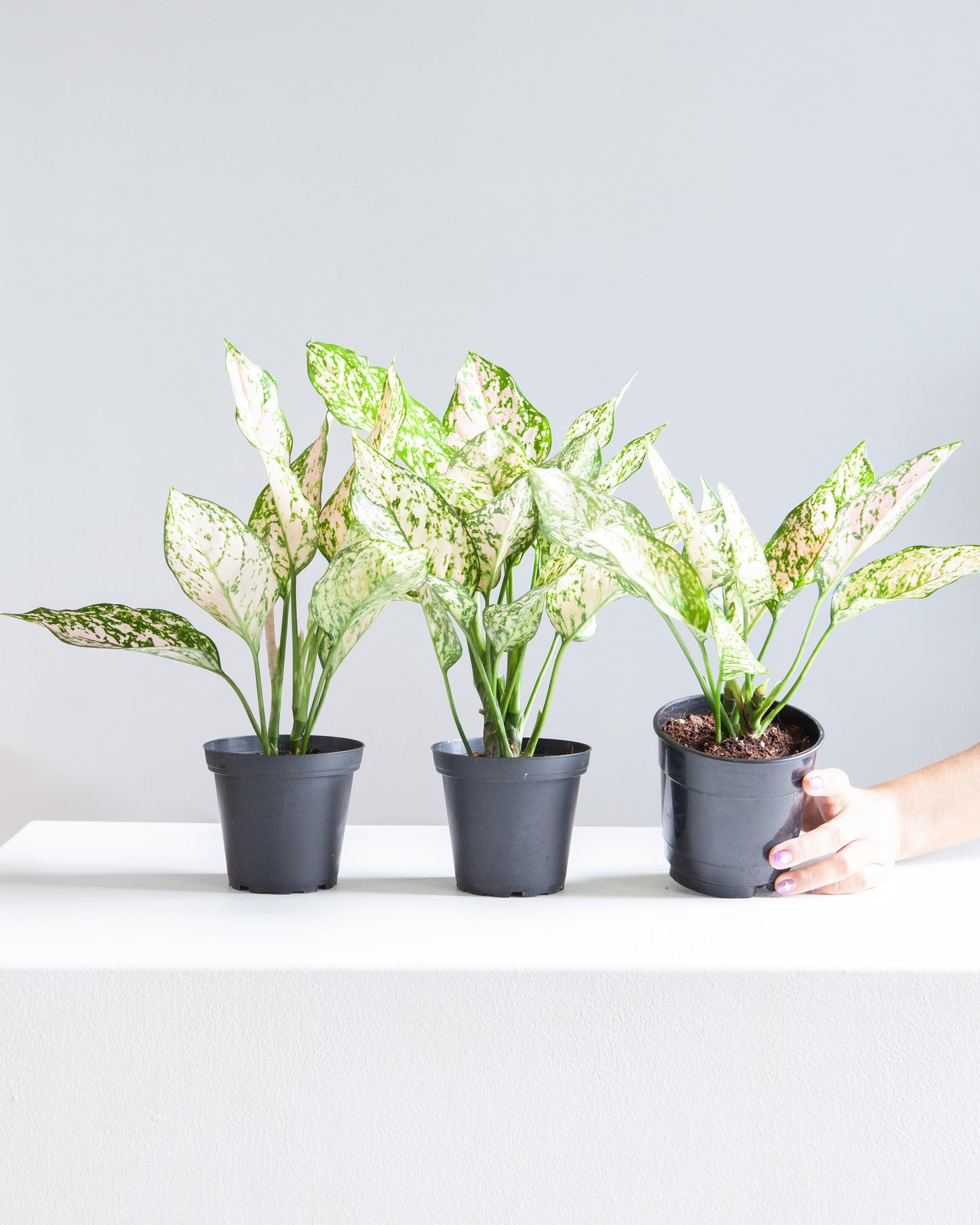 Pink Princess Chinese Evergreen: Aglaonema - 5 inch pot