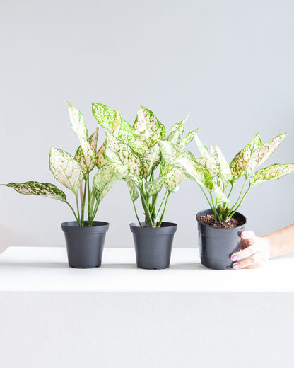 Pink Princess Chinese Evergreen: Aglaonema - 5 inch pot