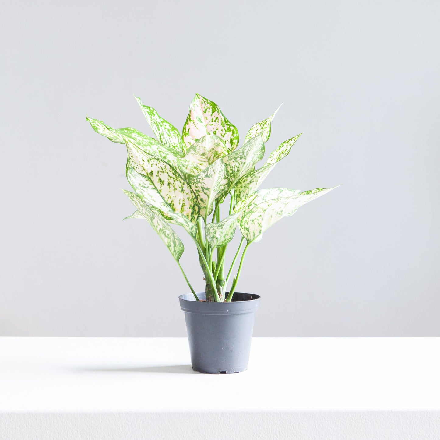 Pink Princess Chinese Evergreen: Aglaonema - 5 inch pot