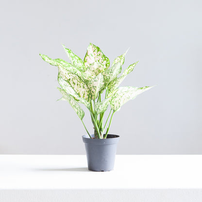 Pink Princess Chinese Evergreen: Aglaonema - 5 inch pot