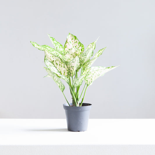 Pink Princess Chinese Evergreen: Aglaonema - 5 inch pot
