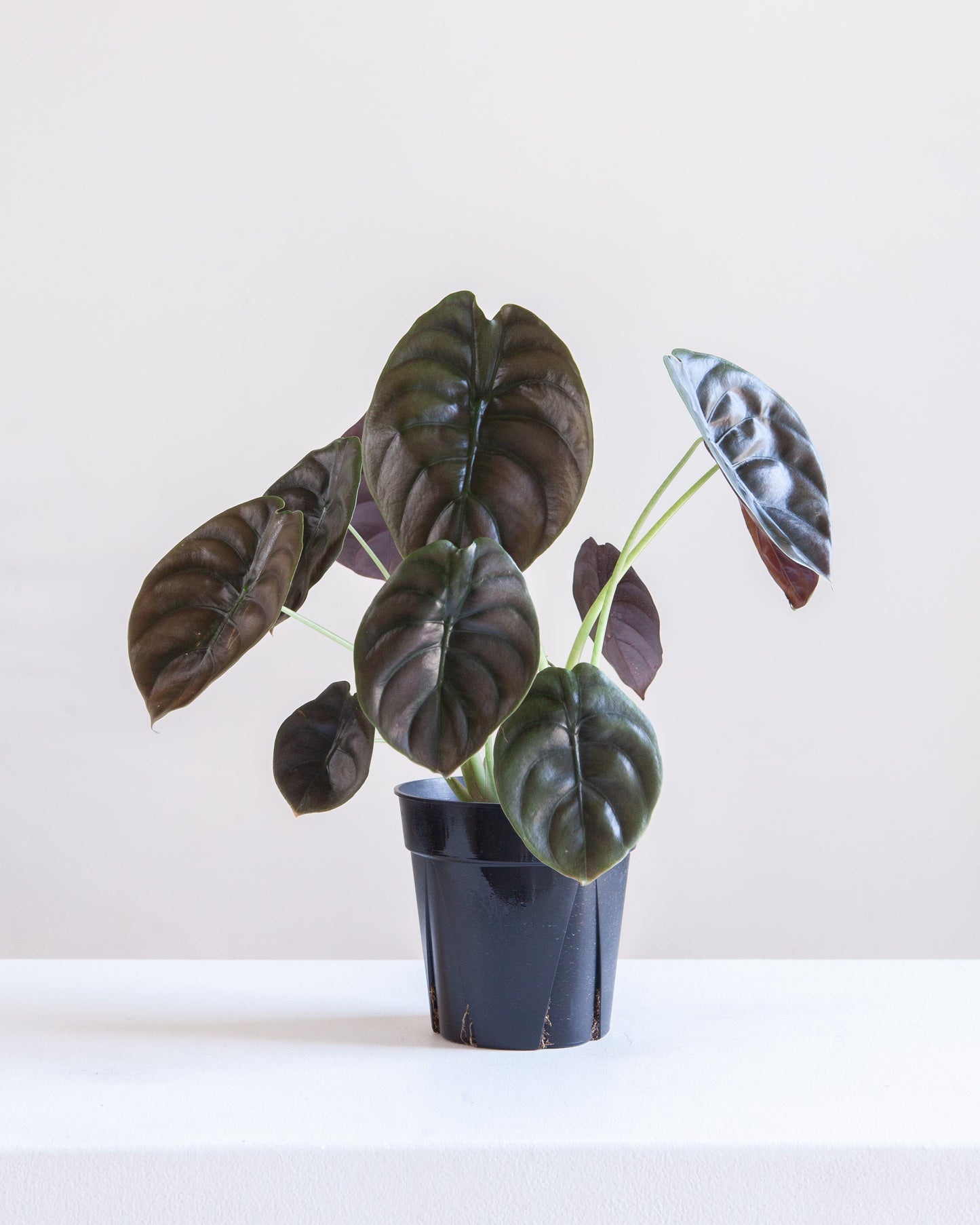 Red Secret Elephant Ear: Alocasia cuprea - 5 inch pot — indoor plant — indoor plant for sale by Promise Supply for delivery and pickup in Toronto.