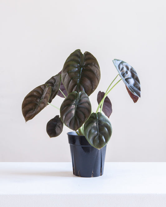 Red Secret Elephant Ear: Alocasia cuprea - 5 inch pot — indoor plant — indoor plant for sale by Promise Supply for delivery and pickup in Toronto.